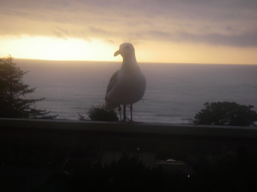 Seagull on Oregon Coast